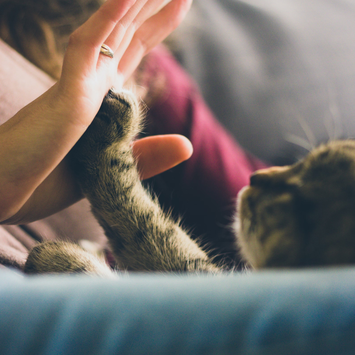 Photo of a hand high-fiving a cat paw, by Jonas Vincent, Unsplash
